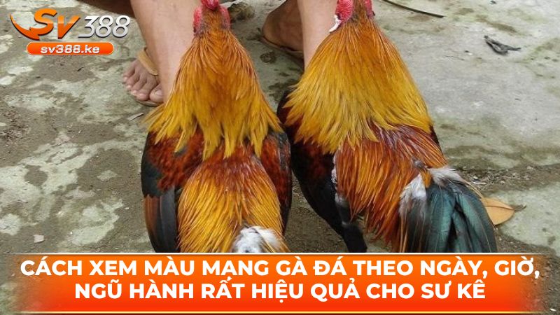 Cách xem màu mạng gà đá theo ngày, giờ, ngũ hành rất hiệu quả cho sư kê