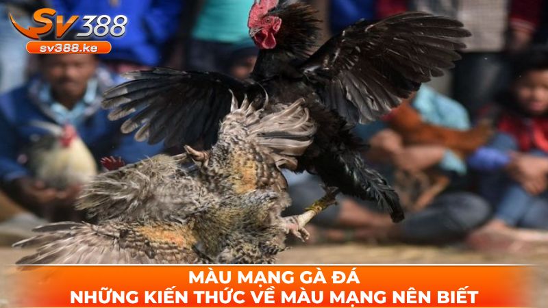 mau mang ga da - Màu Mạng Gà Đá - Những Kiến Thức Về Màu Mạng Nên Biết Màu Mạng Gà Đá - Những Kiến Thức Về Màu Mạng Nên Biết
