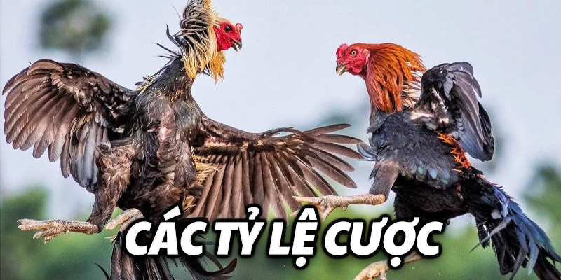 Các tỷ lệ cược