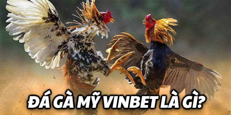 da ga my vinbet la gi - Đá Gà Mỹ Vinbet - Khám Phá Thể Loại Chọi Gà Nổi Tiếng Nhất Đá gà mỹ Vinbet là gì?
