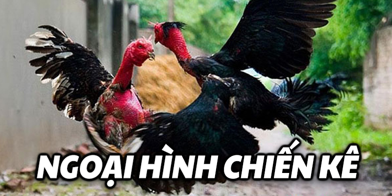 Ngoại hình chiến kê