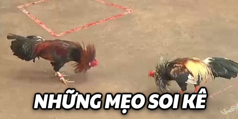 Những mẹo soi kê