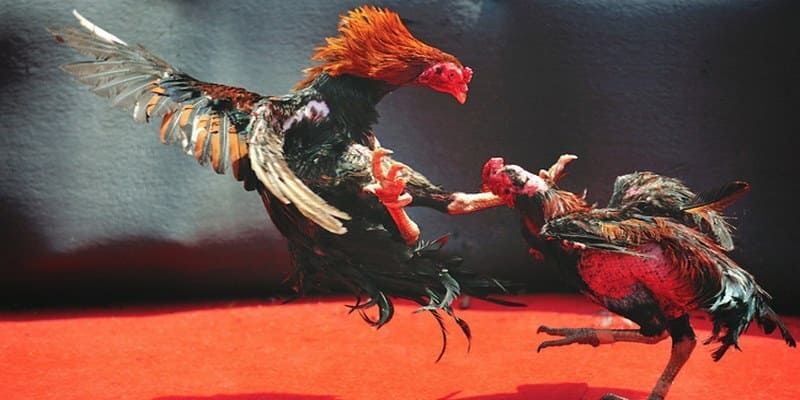 Cơ chế và nghệ thuật cá cược trên nền tảng 23win