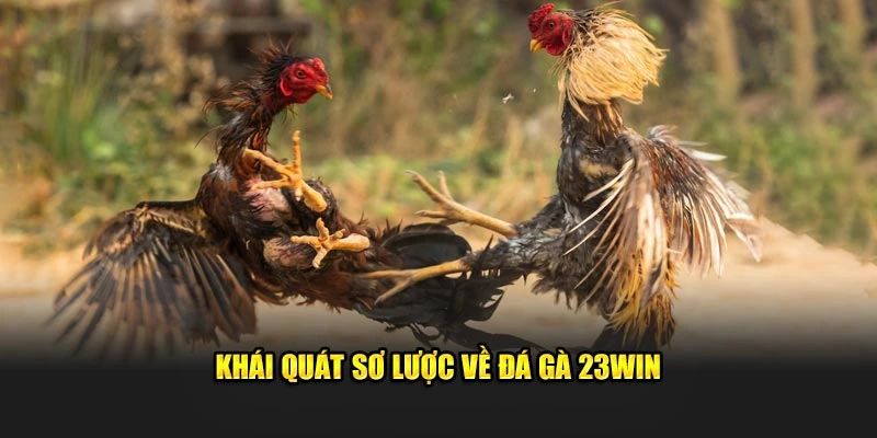 nhan dinh khai quat ve da ga 23win - Đá gà 23win – Thế Giới Cá Cược Số Hóa Đầy Kịch Tính Nhận định khái quát về đá gà 23win